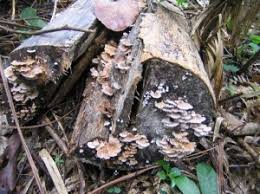 Cara menanam anggur biasanya di lahan tertutup dan diberikan tiang. Cendawan Kukur Lemak Cili Api
