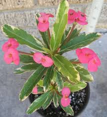 Crown of thorns, christ plant, christ thorn, christ features: Euphorbia Milii Crown Of Thorns Variegated Pink Charm Corona De Cristo Succulent Unbranded Euphorbia Milii Euphorbia Crown Of Thorns