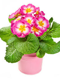 It is the largest genus in the family, containing between 525 and 600. The Primrose Houseplant How To Grow Primrose Indoors