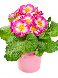 Easy flowers to grow indoors. The Primrose Houseplant How To Grow Primrose Indoors