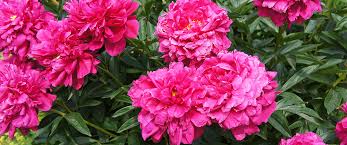 Zone 4 perennials flowers perennials planting flowers landscaping plants garden plants beautiful gardens beautiful flowers herb art moon. The Best Perennial Flowers For Zone 4 Plant Perfect