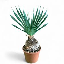 Image result for Boophone disticha