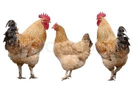 Check spelling or type a new query. Cocks And Poultry Chicken Isolated On Stock Image Colourbox