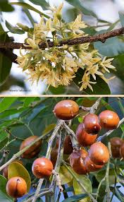 Image result for Xanthocercis zambesiaca