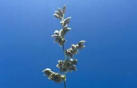 Image result for Eragrostis echinochloidea