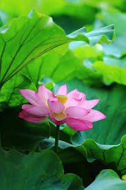 Pin On Beautiful Flowers