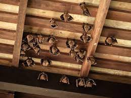I need to get rid of bats in my attic. Using Exclusion To Remove Bats From Your House Old House Journal Magazine