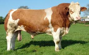 Beef Cattle Breeds Domestic Beef Cattle Breeds Part 5 Beef Cattle Cattle Breeds Of Cows