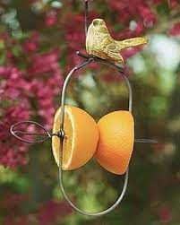 The hooligans and i love making homemade bird feeders to help our neighbourhood birds and squirrels make it through the long winter season. Images Of Diy Fruit Bird Feeders Fruit Feeder Diy For The Birds The Bees The Butterflies And T Bird Feeders Bird Houses Diy Bird Feeder