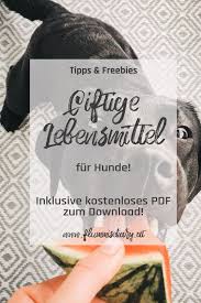 Welche Lebensmittel Sind Gifitg Fur Meinen Hund Inkl Gratis Pdf Liste Flummi S Diary Giftige Lebensmittel Fur Hunde Hunde Ernahrung Hunde