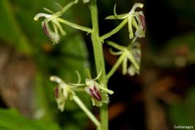 Image result for Liparis bowkeri