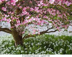 Maybe you would like to learn more about one of these? Pink Blooms Adorn A Dogwood Tree In Spring Canstock
