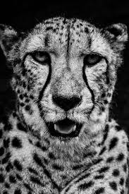 Black And White Cheetah Photography Cheetah Face Cheetah Face Big Cat Tattoo Animals Beautiful