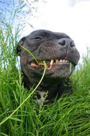 Why Do Dogs Eat Grass Doghealth Com Dog Behavior Animated Animals Dogs