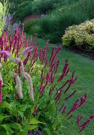 Image result for Persicaria