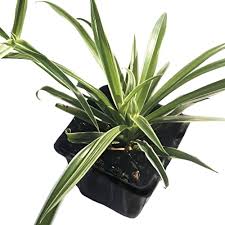 Image result for Chlorophytum