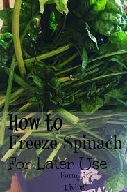 Remove the frozen spinach rounds from the tin and place them in an airtight freezer bag. How To Freeze Spinach For Later Use Farm Fit Living