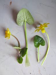 Image result for Ranunculaceae