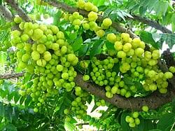 Image result for Phyllanthus polyspermus