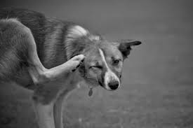 Dog Skin Yeast Infection How To Treat Dog Skin Yeast Infection Dog Dandruff Dog Skin Dog Skin Care