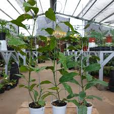 Image result for hoya multiflora