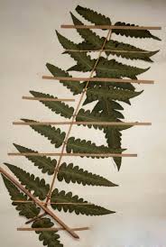 Image result for Blotiella