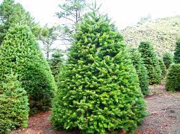 Maybe you would like to learn more about one of these? Alege Brazi De Craciun Naturali De La Citygarden Ro