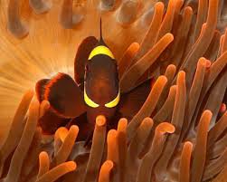 Time To Quit Clownin Around The Subfamily Amphiprioninae