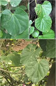 Image result for Tinospora