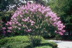 A rounded shrub with white spring flowers and purple fall leaves that can grow up to two feet a year. 15 Fast Growing Trees Add Shade And Beauty Quickly Hgtv