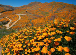 Sign up for free today! Will Another California Super Bloom Occur This Year Wildflower Super Bloom