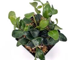 Image result for Elaphoglossum spathulatum
