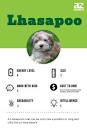Lhasapoo Dog Breed Complete Guide - AZ Animals