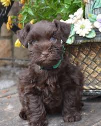 Black And White Schnauzer For Sale Chocolate Miniature Schnauzer Puppy Miniature Schnauzer Puppies Schnauzer Puppy Mini Schnauzer Puppies