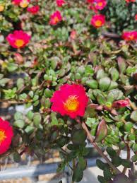 Image result for Portulaca