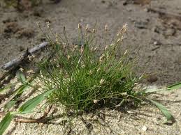 Image result for Eleocharis atropurpurea