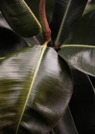 Image result for Ficus bubu