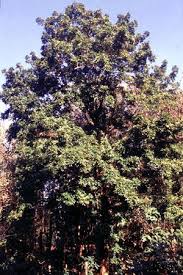 Image result for Embelia xylocarpa