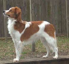 The nederlandse kooikerhondje is an ancient, agile, versatile sporting breed originally from holland. Nederlandse Kooikerhondje Koikerhund Foto 162 Hundund De