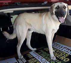 Click here to view puppy contract. Anatolian Shepherd For Sale Florida