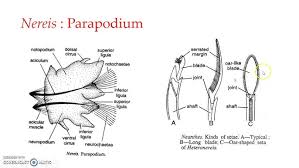 Image result for Parapodium