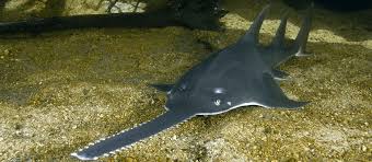 Do you have any questions for us? Ø§ÙØ³ÙÙØ© Ø§ÙÙ ÙØ´Ø§Ø± Wild For Life