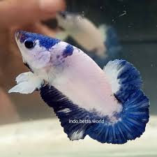 All about the world betta federation: Pretty Blue Rim Plakat Tail Betta Siamese Fighting Fish