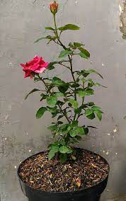 Gambar bunga mawar dalam pot hd download now cara menanam bunga mawa. Gambar Bunga Mawar Dalam Pot