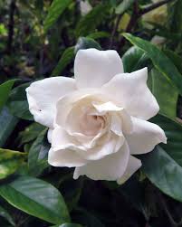 Image result for Gardenia