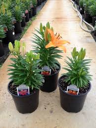 You are leaving menards.com ® by clicking an external link. Perennials Succulents Kalamazoo Flower Group