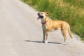We did not find results for: Black Mouth Cur Lab Mix A Complete Guide To A Designer Dog