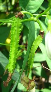 Image result for Psophocarpus