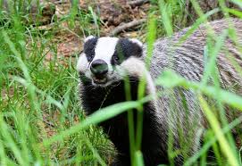 European Badger Facts Habitat Diet Baby Pictures