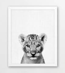 Baby Black And White Lion Pictures Pin On I Love It
